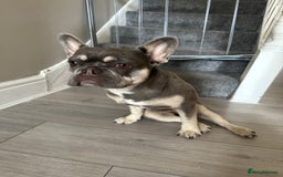 French Bulldog dogs for sale: 11 month old female French bulldog  - Image 4