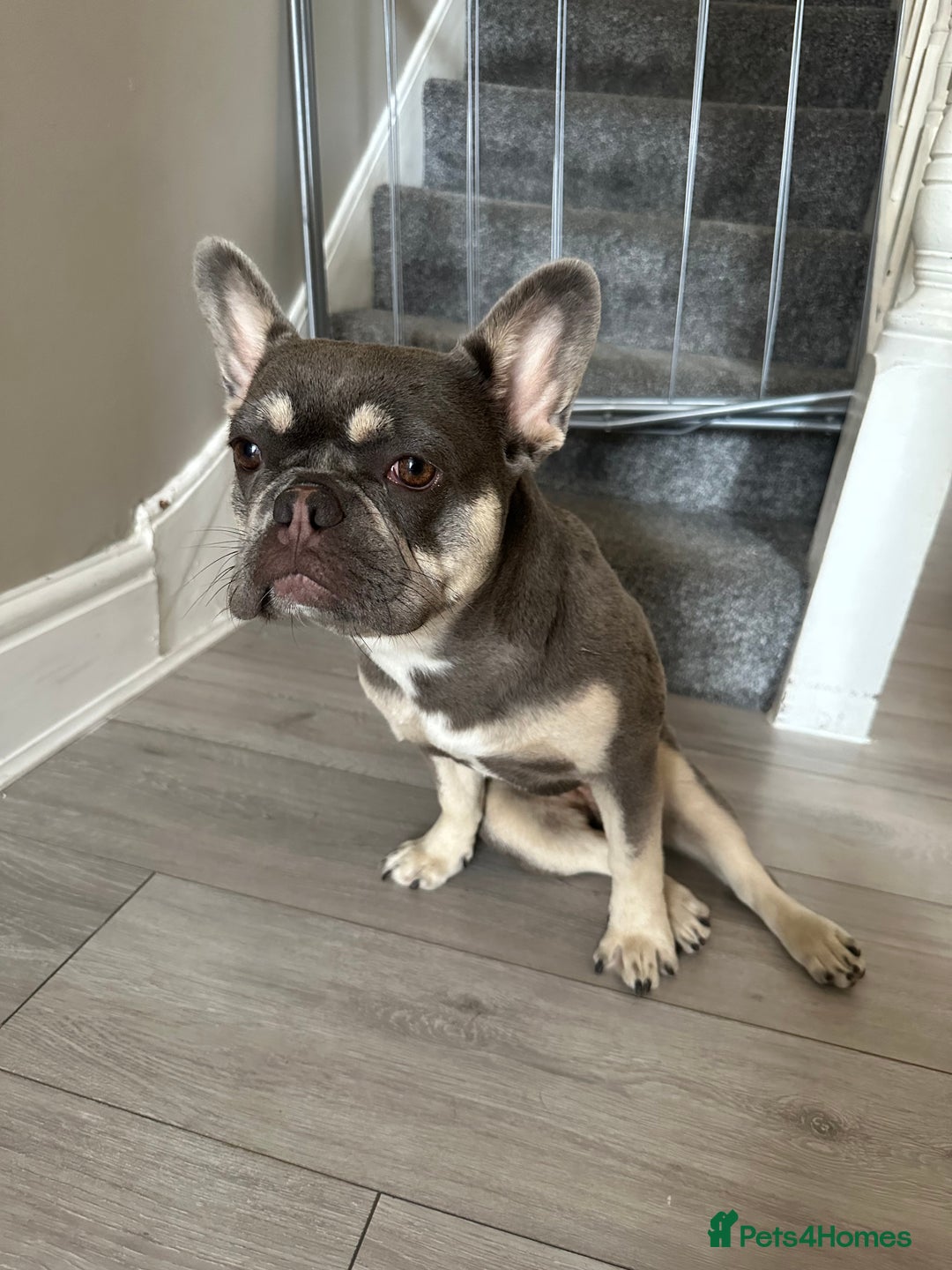 French Bulldog dogs for sale: 11 month old female French bulldog  - Image 4