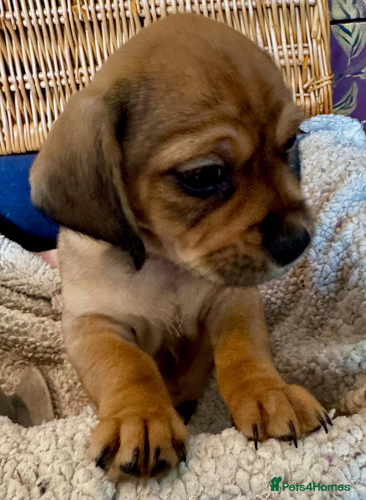 Mixed Breed dogs for sale: Schweenie pups  - Advert 2