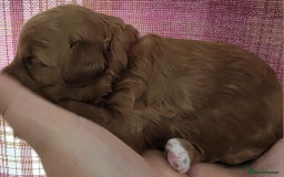 Maltipoo dogs for sale: F1b Maltipoo - Image 18
