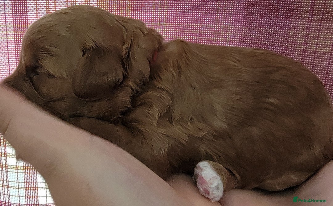 Maltipoo dogs for sale: F1b Maltipoo - Image 18