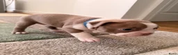 Boston Terrier dogs for sale: 8th Generation KC Reg Boston Terrier Puppies  - Advert 11
