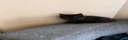 Mixed Breed cats for sale: Male kitten long haired  - Advert 5