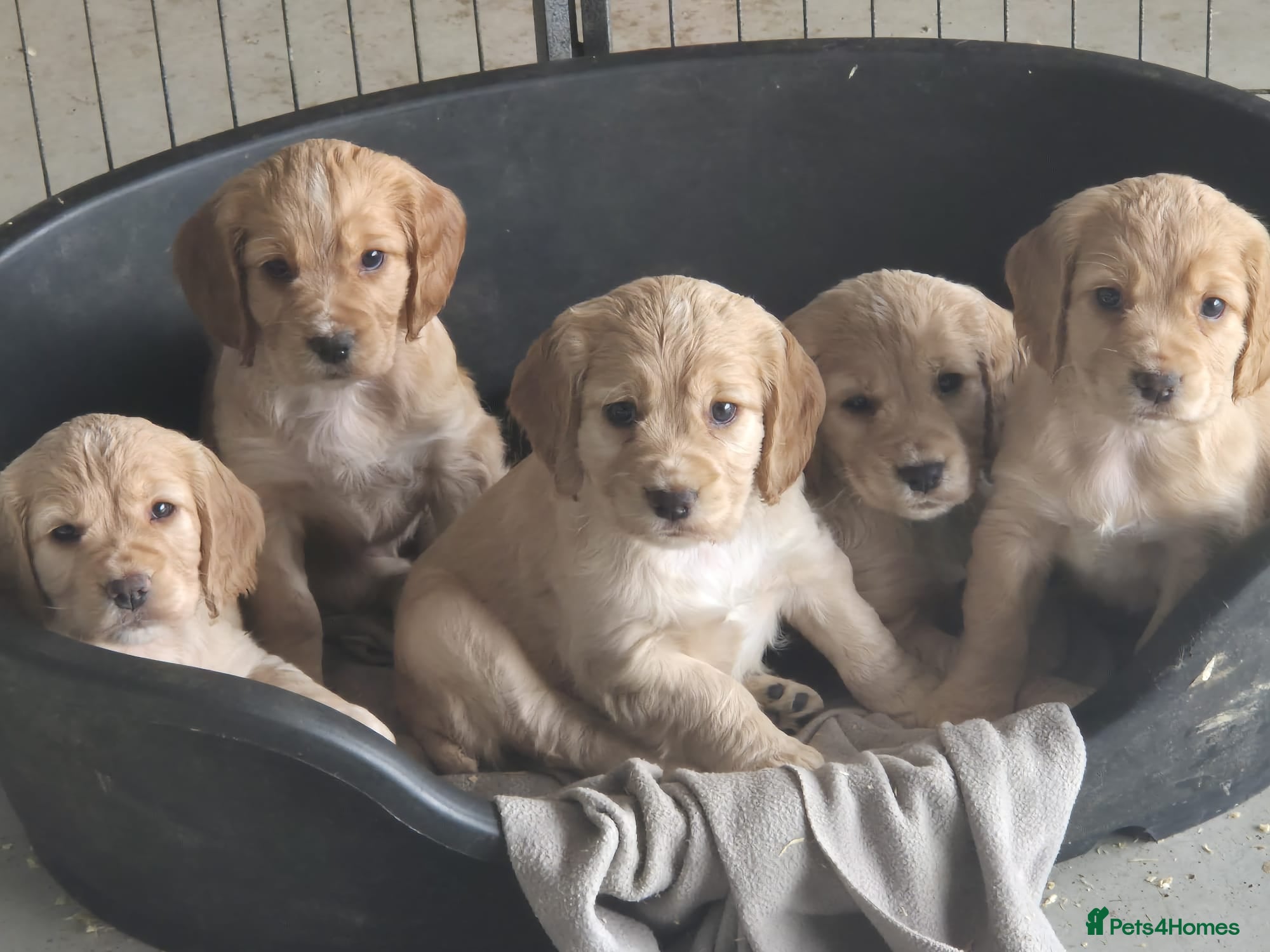 Cocker Spaniel dogs Working cocker DOG pups - Advert 1