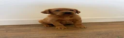 Goldador dogs for sale: Fantastic red goldador puppies  - Advert 11