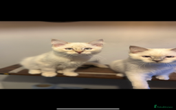 Ragdoll cats for sale: Lilac and blue ragdoll kittens  - Image 4