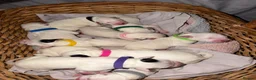 Dalmatian dogs for sale: Beautiful KC reg Dalmatian pups - Advert 20
