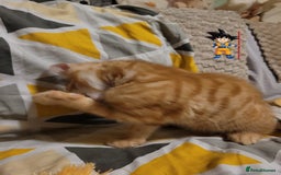 Bengal cats for sale: 💖🐱🐯Cute Half Bengel Kittens🐆🐈‍⬛💖 - Image 25