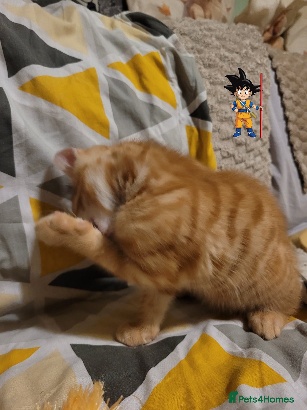 Bengal cats for sale: 💖🐱🐯Cute Half Bengel Kittens🐆🐈‍⬛💖 - Image 25