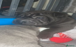 Shar Pei dogs for sale: 2 beautiful full shar pei boys !!!  - Image 2