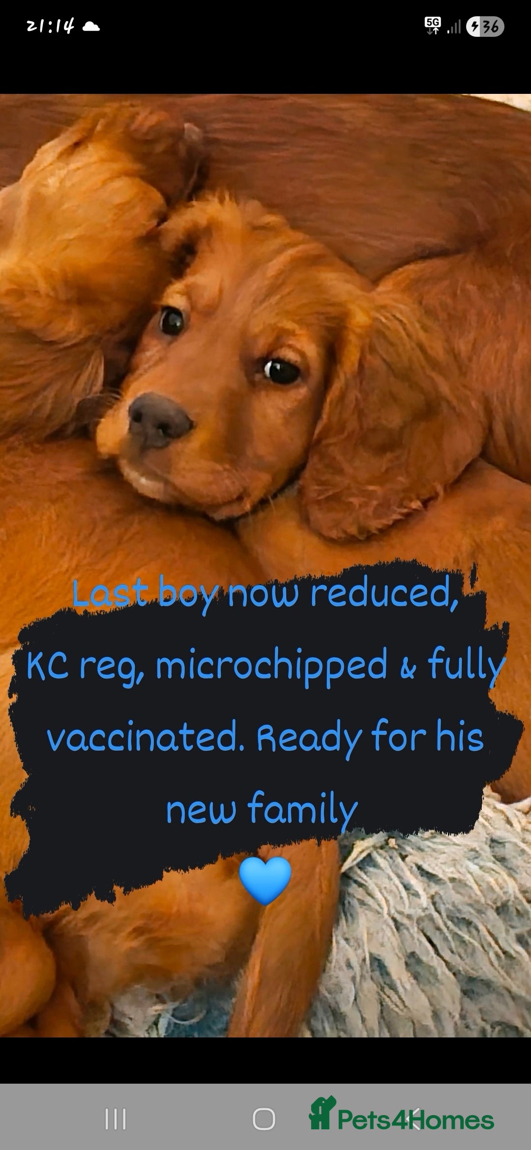 Cocker Spaniel dogs *REDUCED* 1 LEFT open to offers! cocker spaniels  - Advert 8