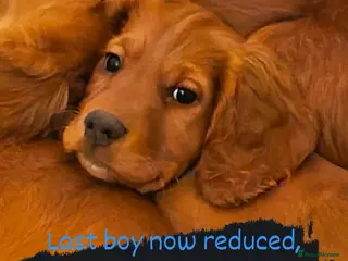 Cocker Spaniel dogs *REDUCED* 1 LEFT open to offers! cocker spaniels - Advert 8