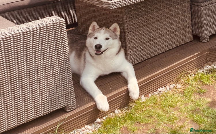 Alaskan Malamute dogs - Advert 1