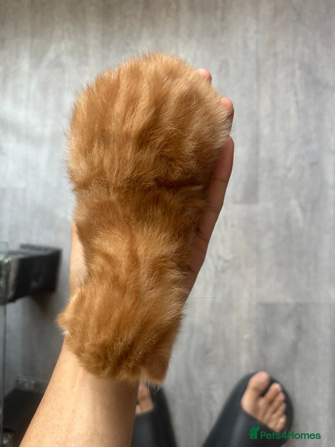 Norwegian Forest Cat cats for sale: Kittens for sale  - Image 4