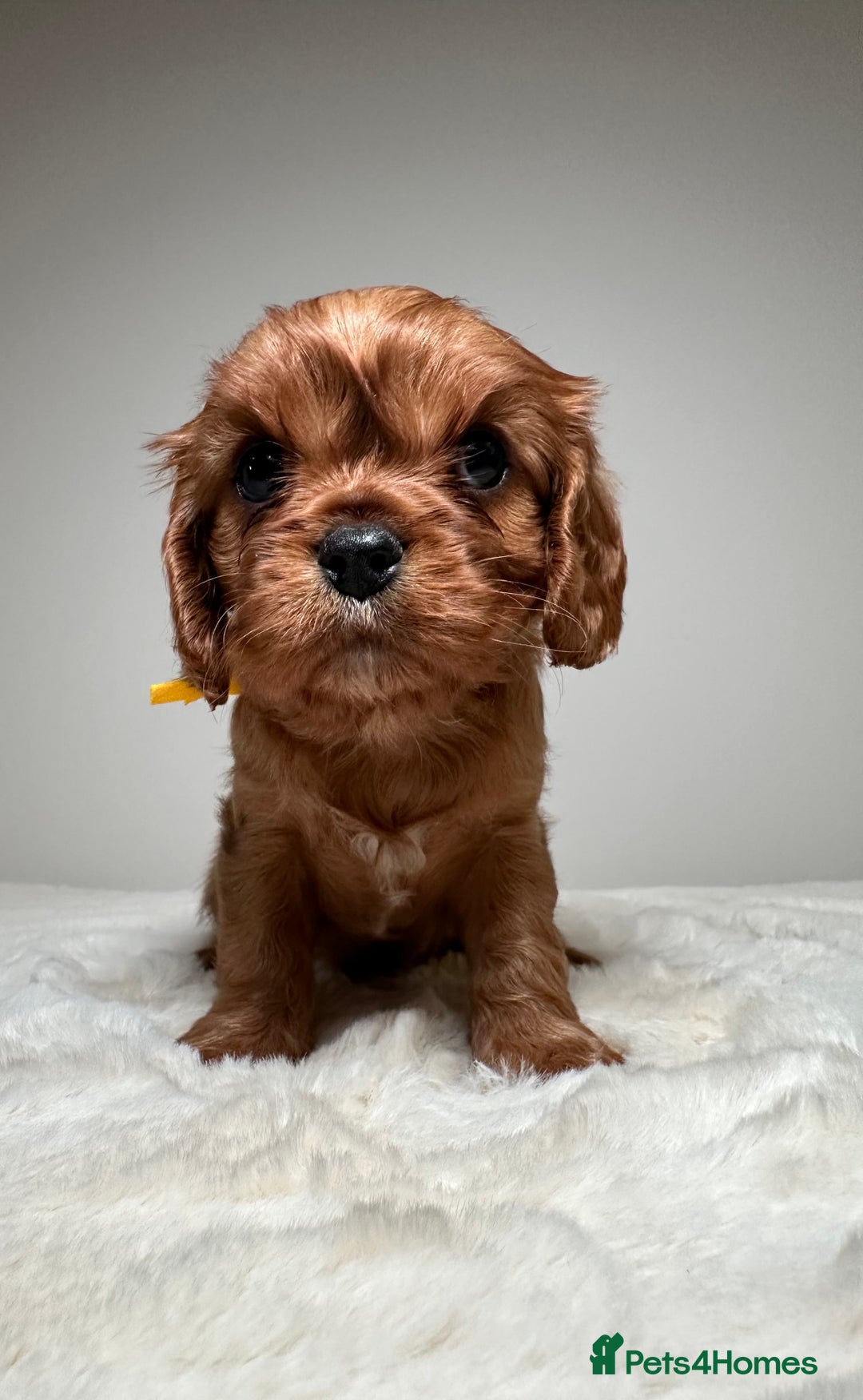 Cavalier King Charles Spaniel dogs for sale: Health Tested parents, Beautiful litter of CKCS - Image 12
