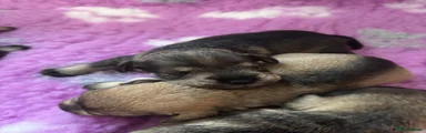 Miniature Schnauzer 4