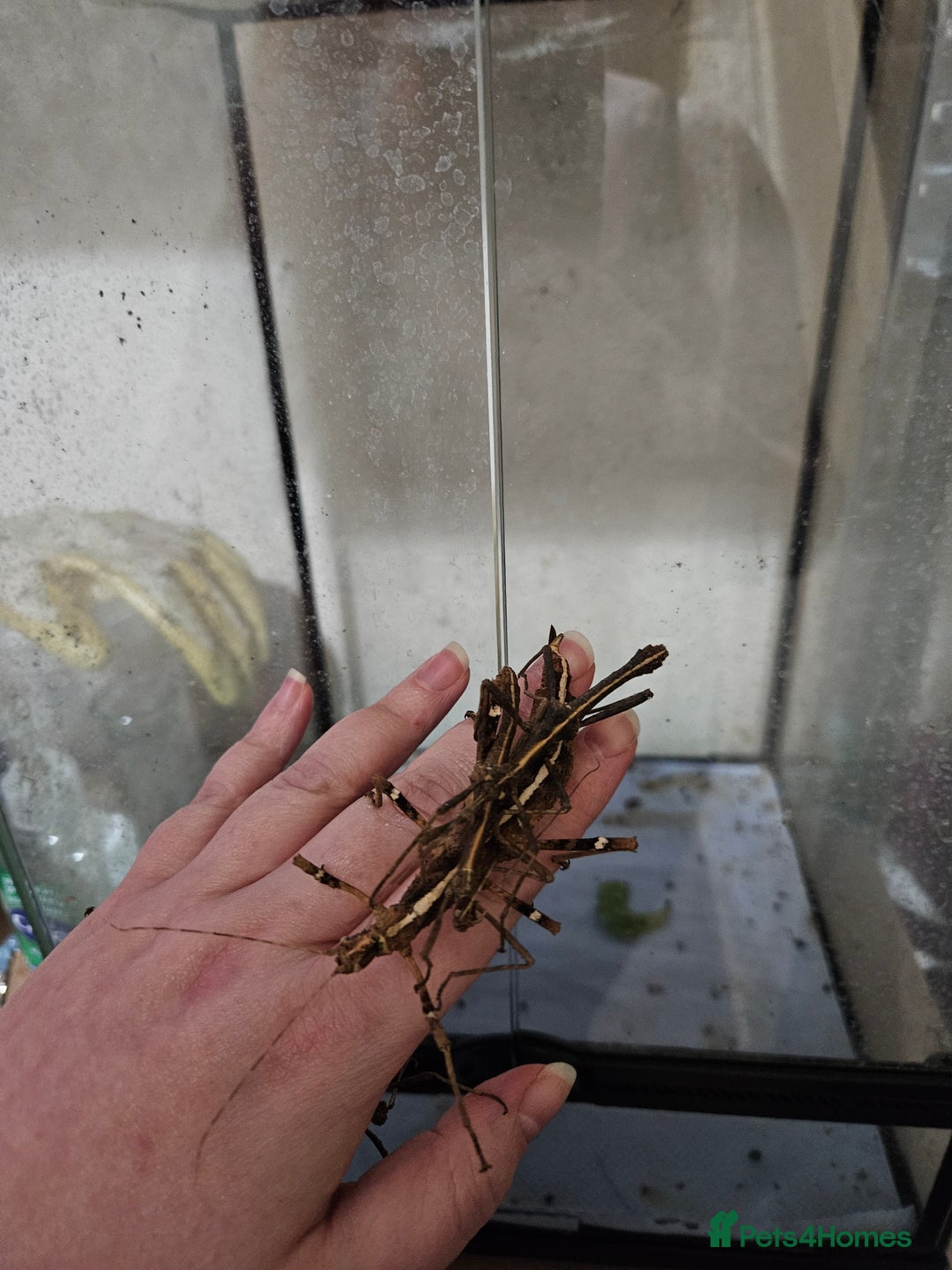 Stick Insects invertebrates for sale: Sungaya stick insects and enclosure - Image 2