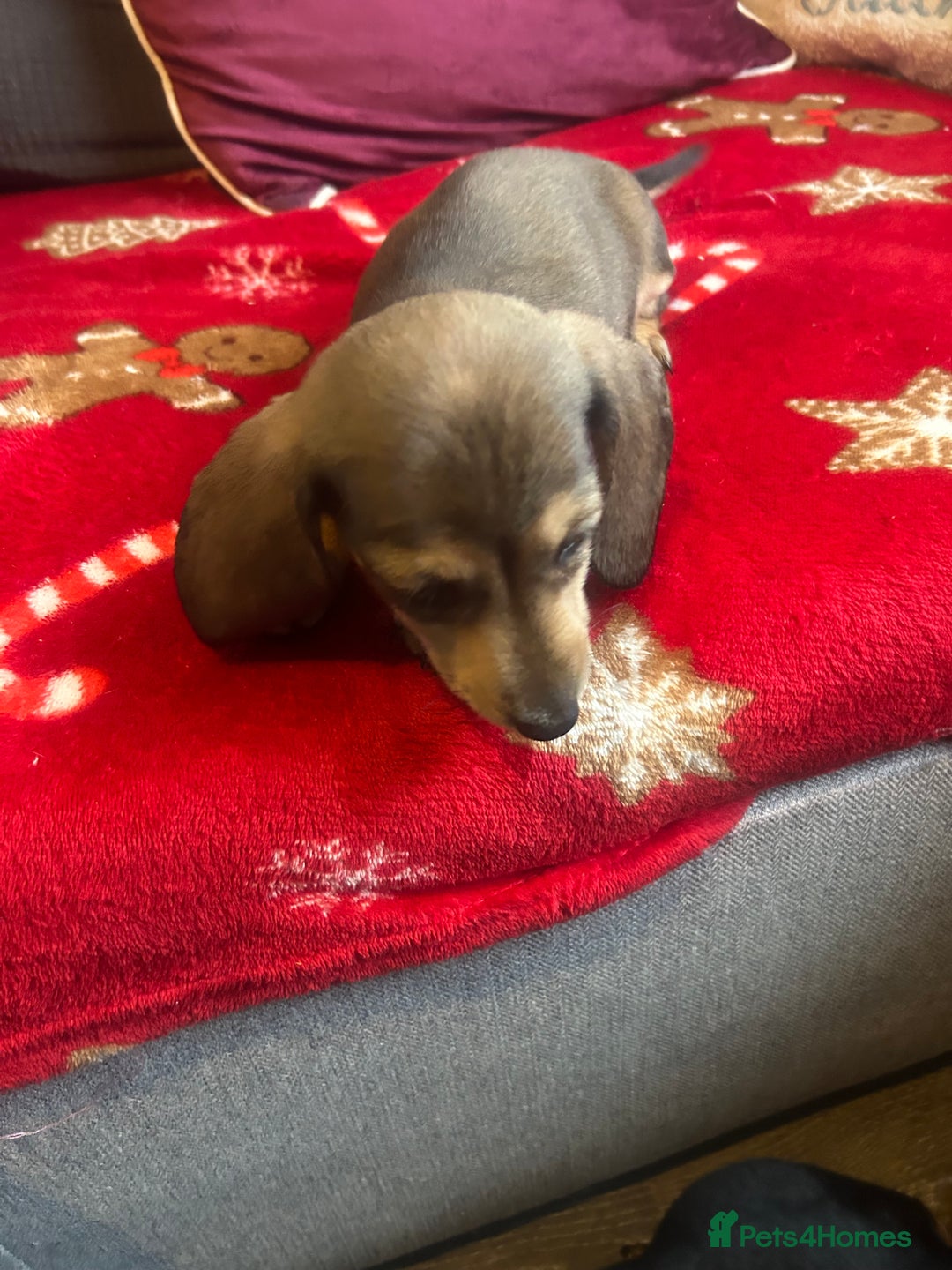 Miniature Dachshund dogs for sale: Miniature dachshund puppy’s  - Advert 25