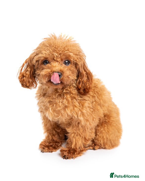 Toy Poodle dogs Asian Micro Poodle For Stud  in Stevenage - Advert 6