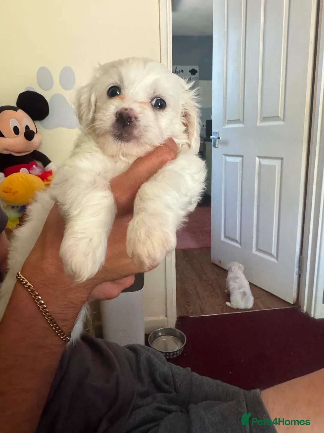 Bichon Frise dogs for sale: Beautiful Bichon boy ready for his forever home.  - Advert 1