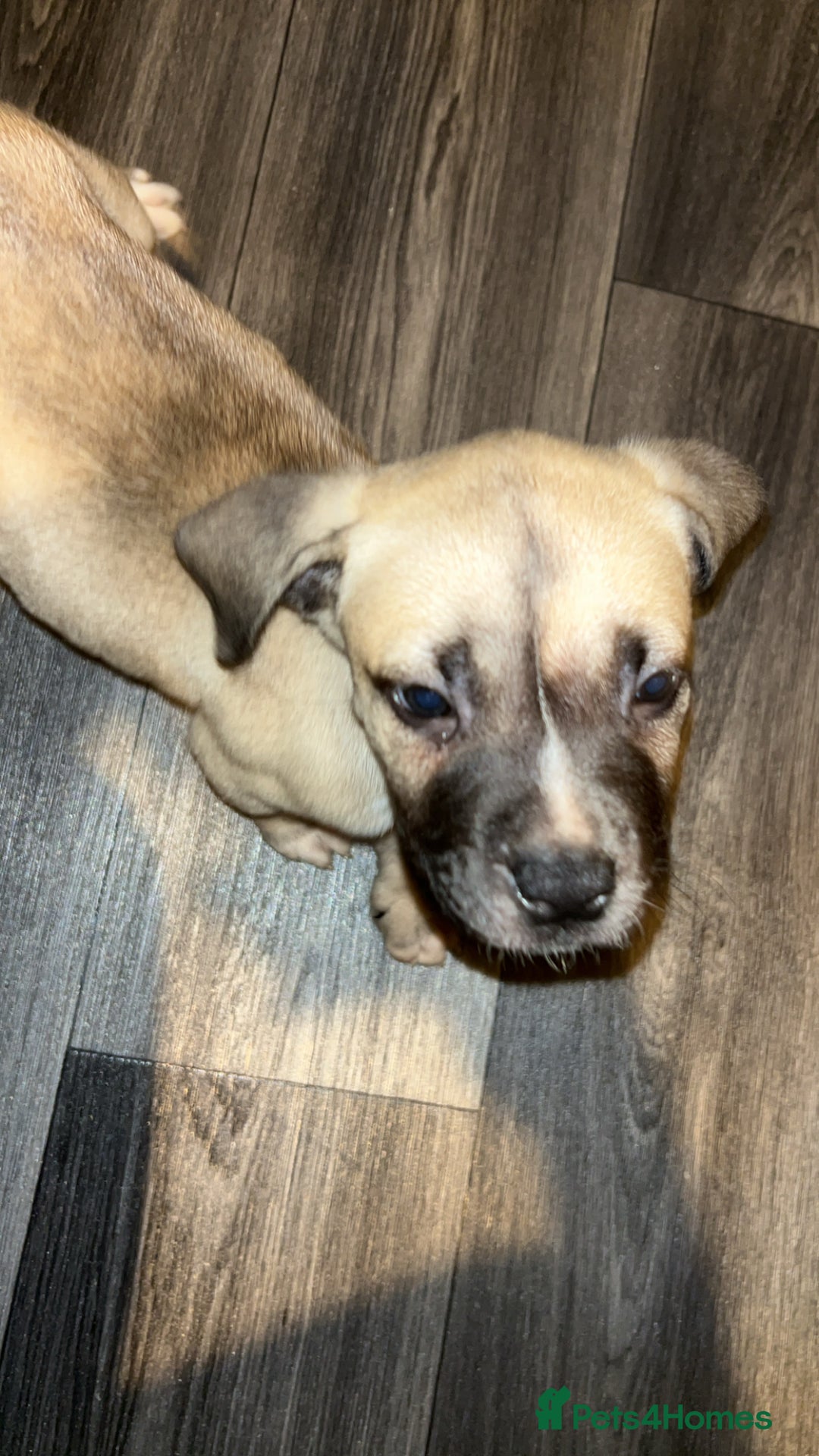 Mixed Breed dogs for sale: American Bull Mastiff - Image 2