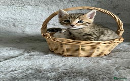 Bengal cats for sale: Stunning bengal kittens for sale to loving home - Image 2