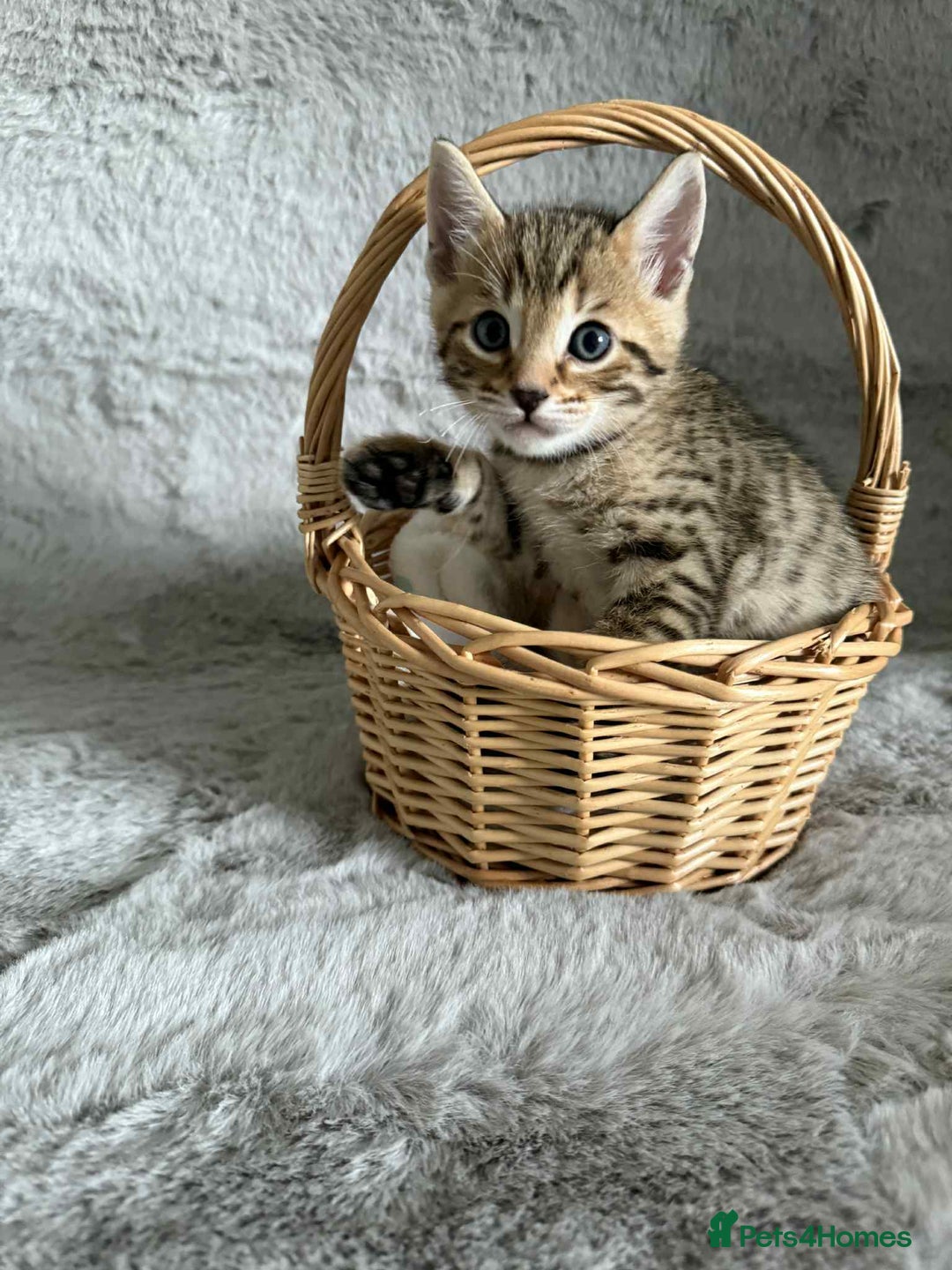 Bengal cats for sale: Stunning bengal kittens for sale to loving home - Image 2
