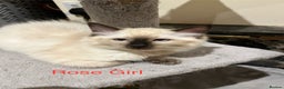 Ragdoll cats for sale: ❤️5 Beautiful Pure Ragdoll Kittens❗️❤️🐈 - Advert 25