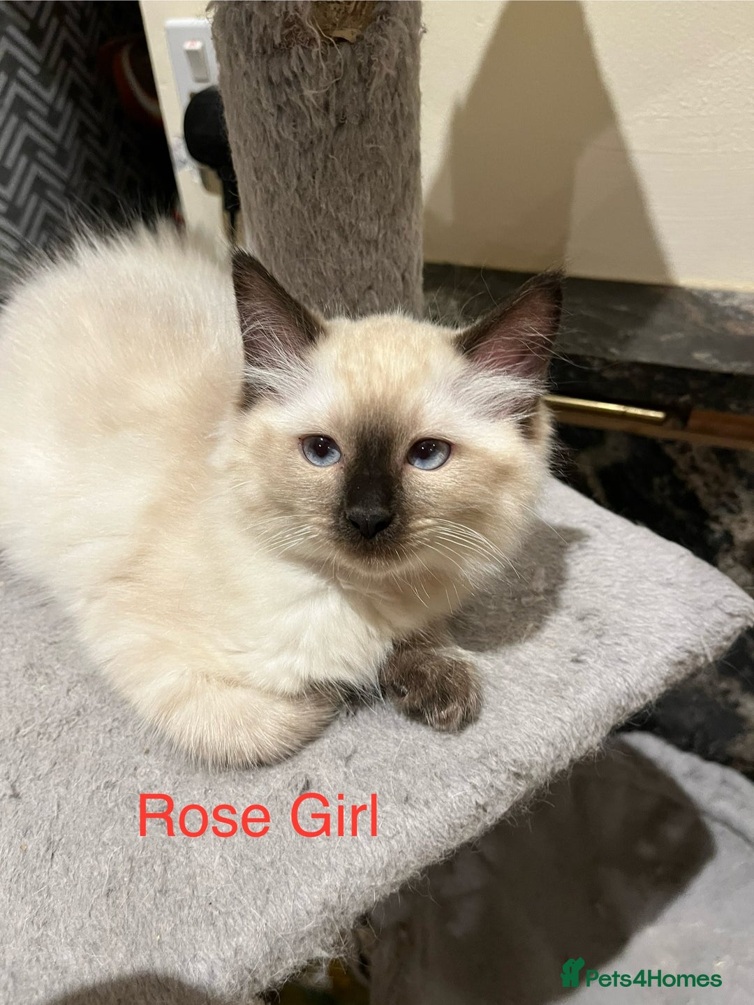 Ragdoll cats for sale: ❤️5 Beautiful Pure Ragdoll Kittens❗️❤️🐈 - Advert 25
