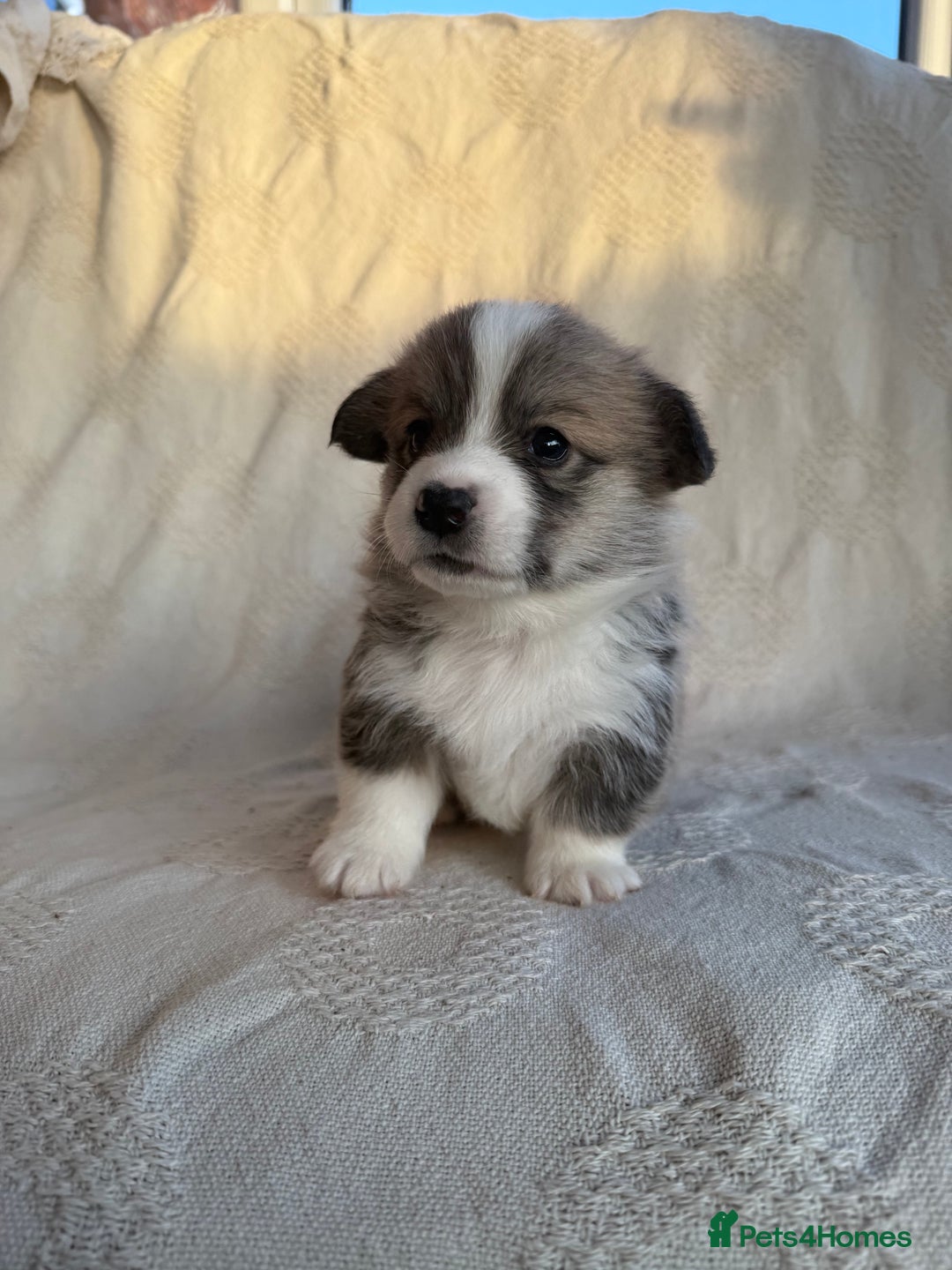 Welsh Corgi Pembroke dogs for sale: KC PREMBROKESHIRE CORGI'S  - Advert 7