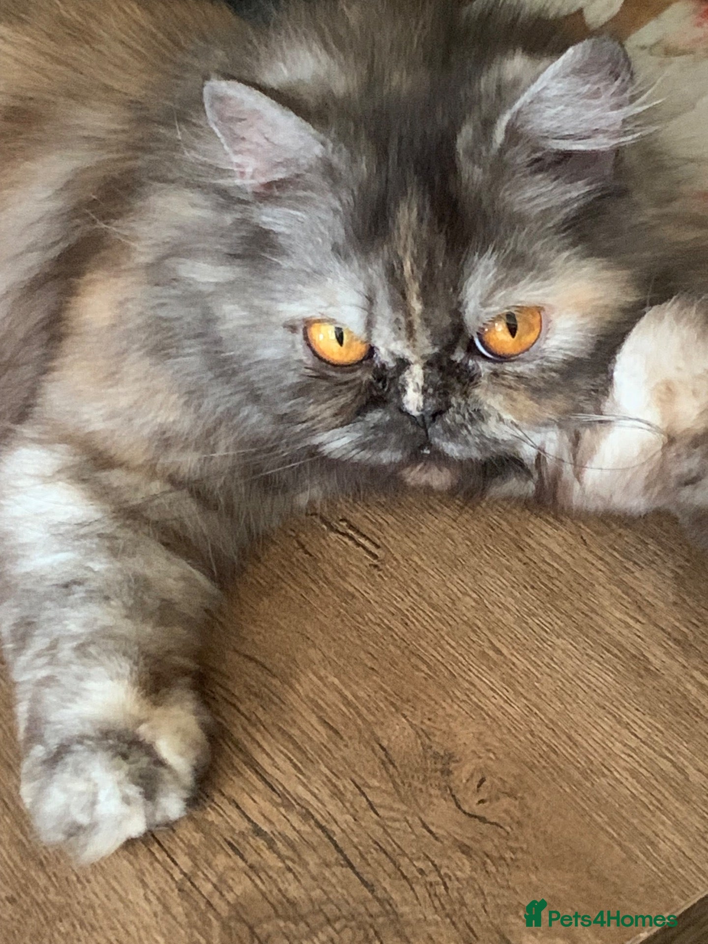 Persian cats Kitten Persian  - Advert 4