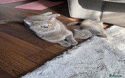 British Shorthair cats for sale: BSH kitten ready to leave 15th October  - Image 6