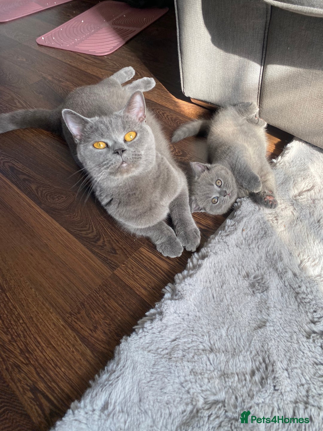 British Shorthair cats for sale: BSH kitten ready to leave 15th October  - Image 6