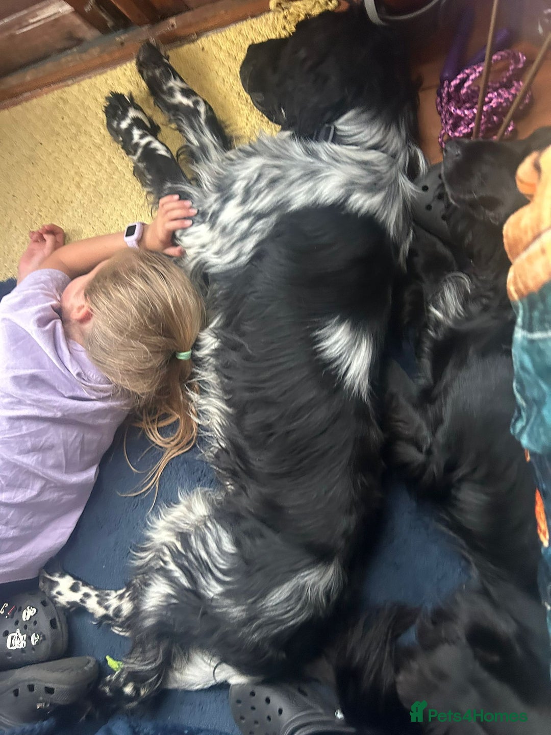 English Setter dogs for adoption: Dingo in Worthing - Image 13