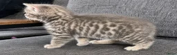 Mixed Breed cats for sale: Beautiful British Shorthair Cross Kittens 🐾 - Advert 9