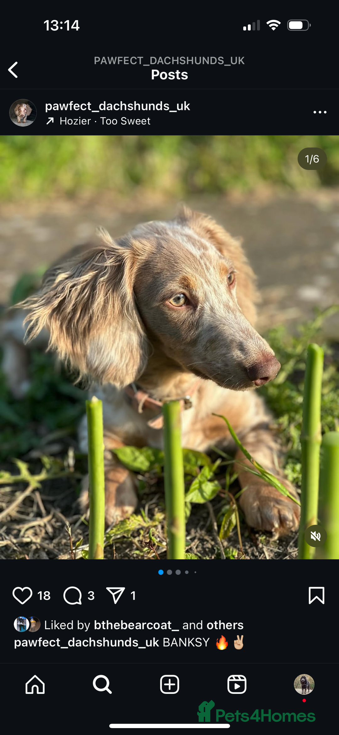 Miniature Dachshund dogs for sale: Isabella & tan long haired dapple - Image 11