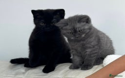 British Shorthair cats for sale: GCCF BSH Chinchilla Rare, Beautiful Kittens - Image 18