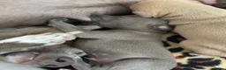 Italian Greyhound dogs for sale: KC Registered Italian Greyhound Puppies  in Carlisle - Advert 15