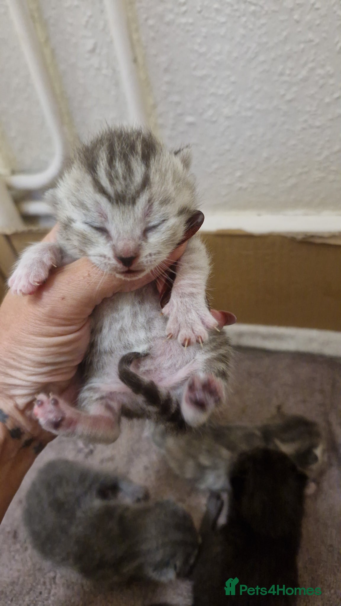 British Shorthair cats for sale: Half british shorthair kittens  - Advert 9