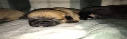 Mixed Breed dogs for sale: 5x Shih-tzu x Pug pups in Ayr - Advert 22