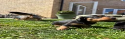 Miniature Dachshund dogs for sale: Ready KC Long-Haired Miniature Dachshund puppies  - Advert 10