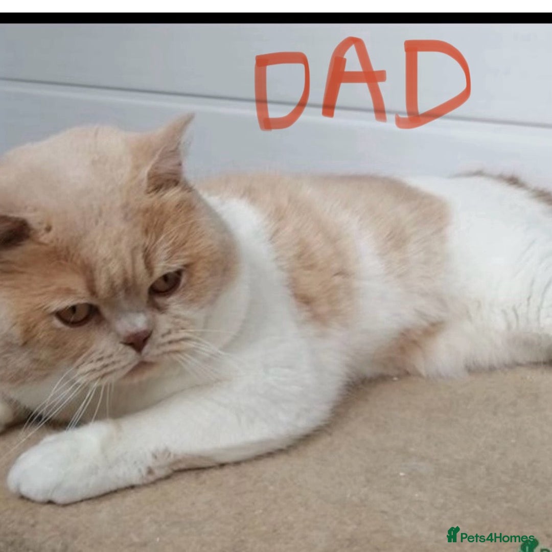 British Shorthair cats for sale: BEAUTIFUL BRITISH SHORT AND LONG HAIR KITTENS - Image 17