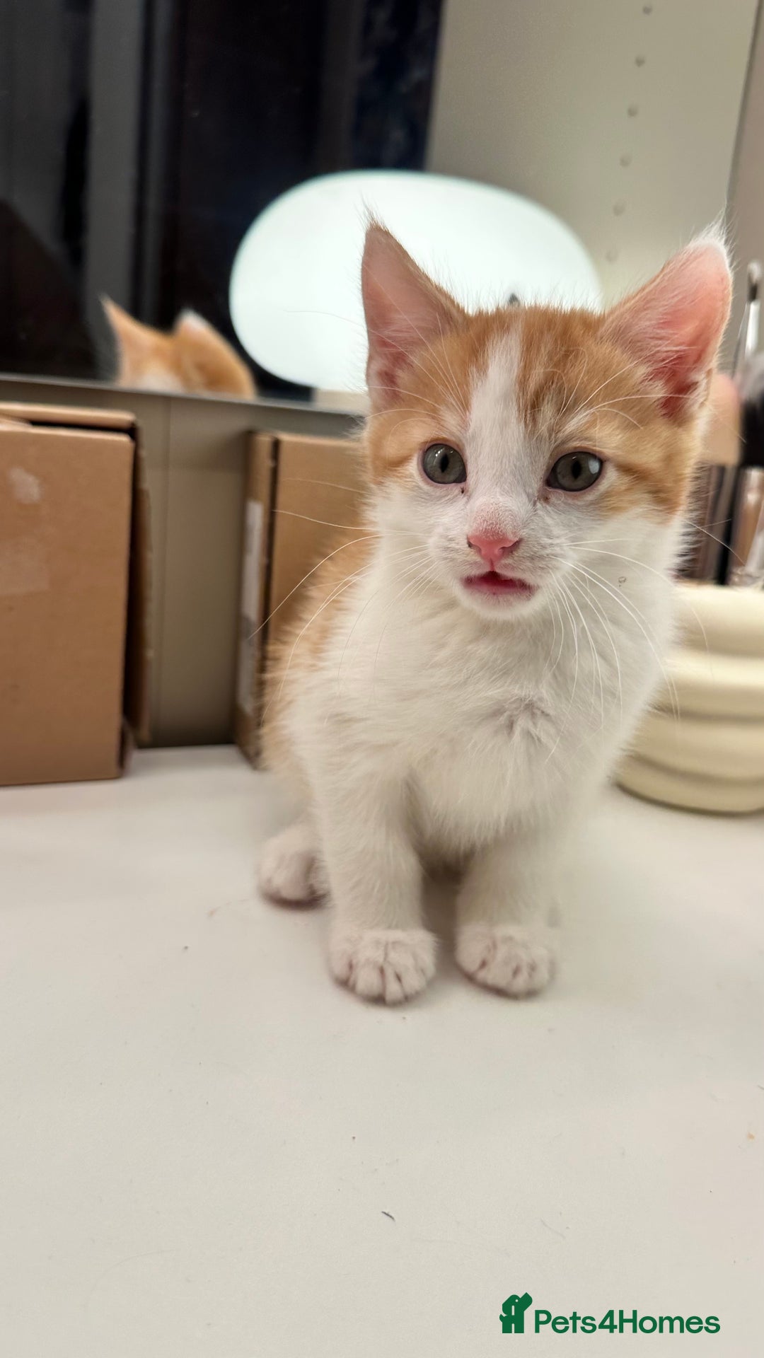 Mixed Breed cats for sale: 6 mixed breed ( shorthair and longhair) kittens - Advert 12