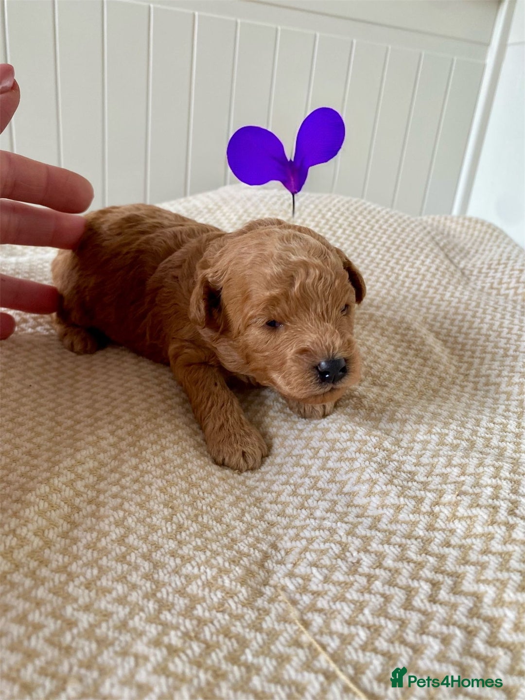 Poochon dogs for sale: ♥️🐶🧸 TINY ASIAN TOY POOCHONS FOR SALE ♥️ - Advert 13