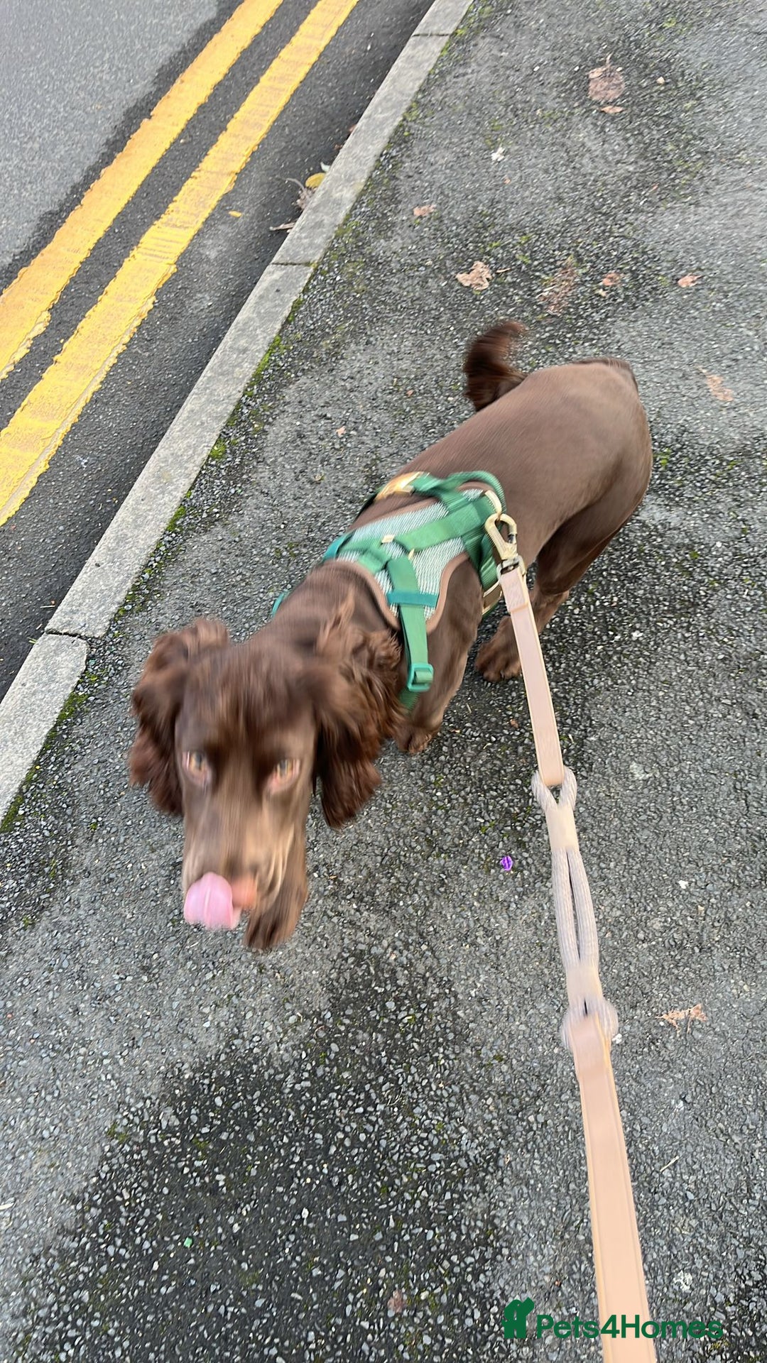 Cocker Spaniel dogs for sale: 8 month old show cocker spaniel - Advert 4