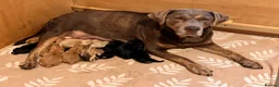 Labrador Retriever dogs for sale: 🐾 Kc reg labrador puppies 🐾  in Beccles - Advert 2