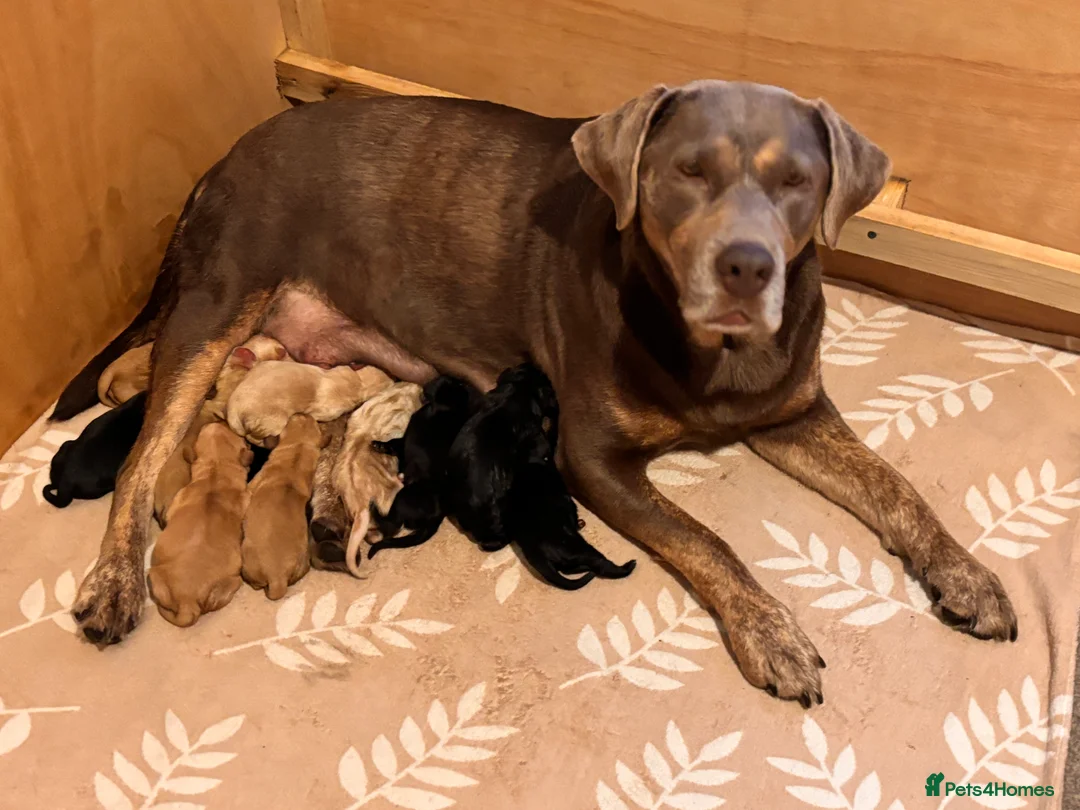 Labrador Retriever dogs for sale: 🐾 Kc reg labrador puppies 🐾  in Beccles - Advert 2
