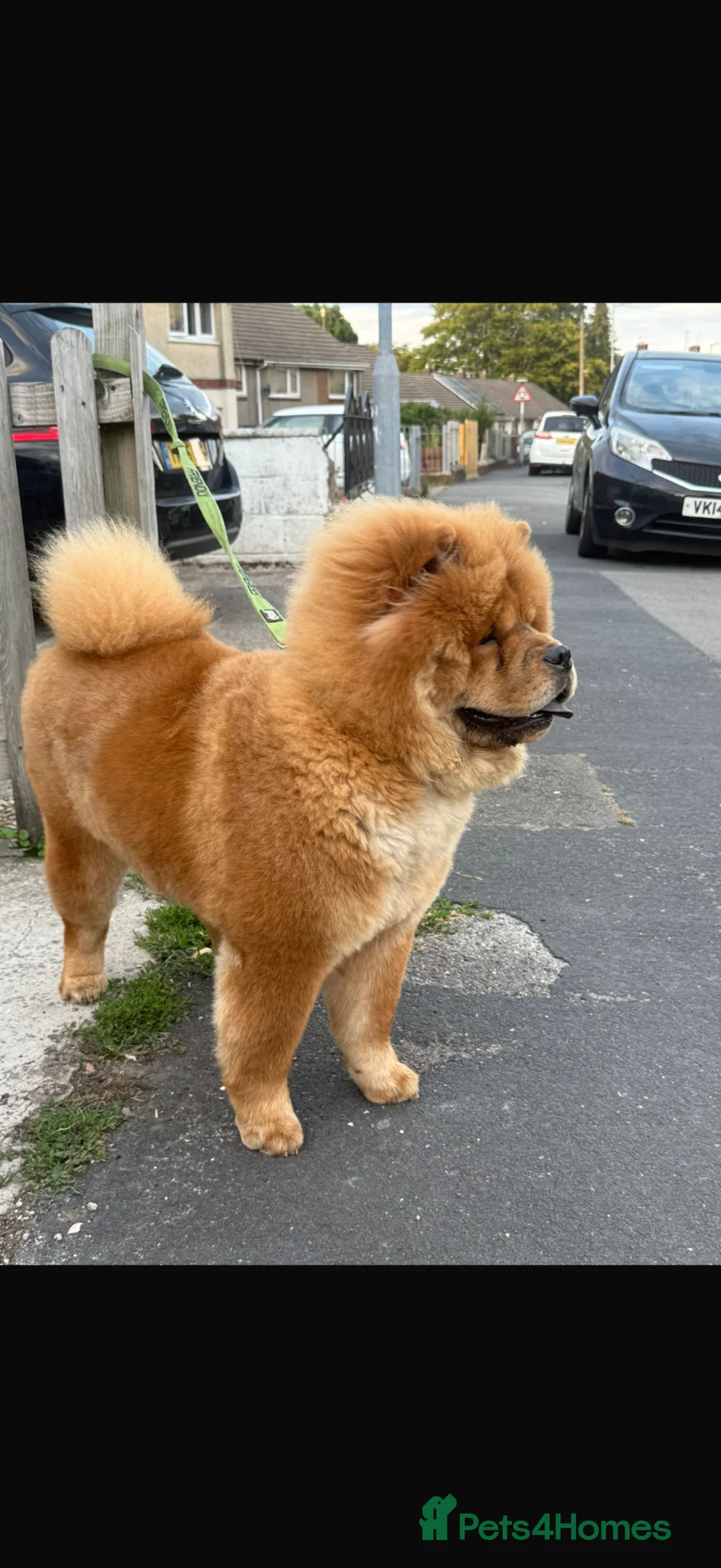Chow Chow dogs for sale: Chow chow female  - Advert 1
