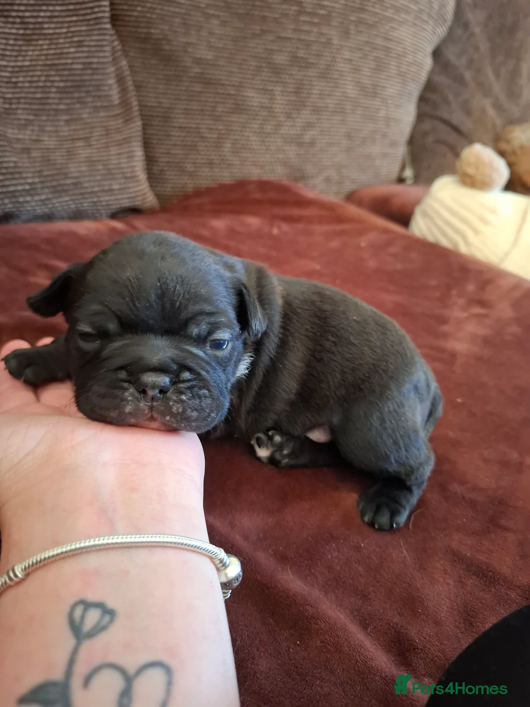 Mixed Breed dogs for sale: 5 male French bulldogs - Advert 10