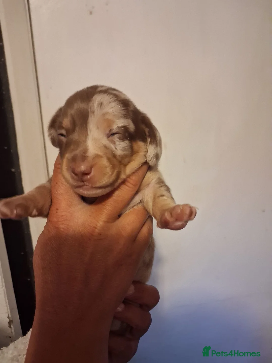 Dachshund dogs for sale: KC Registerd miniture daushands - Advert 21
